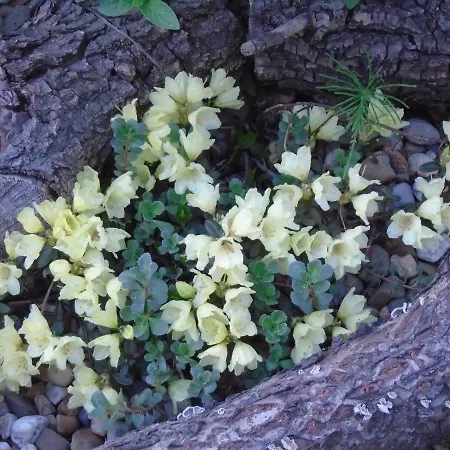 Oda ve Kahvaltı Art Korab Gliwice