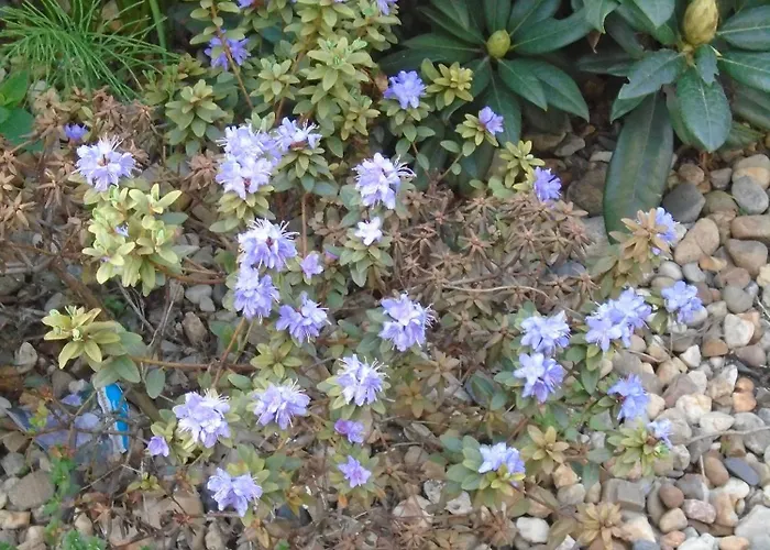 Art Korab 4* גליביצ'ה