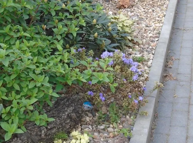 Bed & Breakfast Art Korab Gliwice